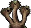 Hydra